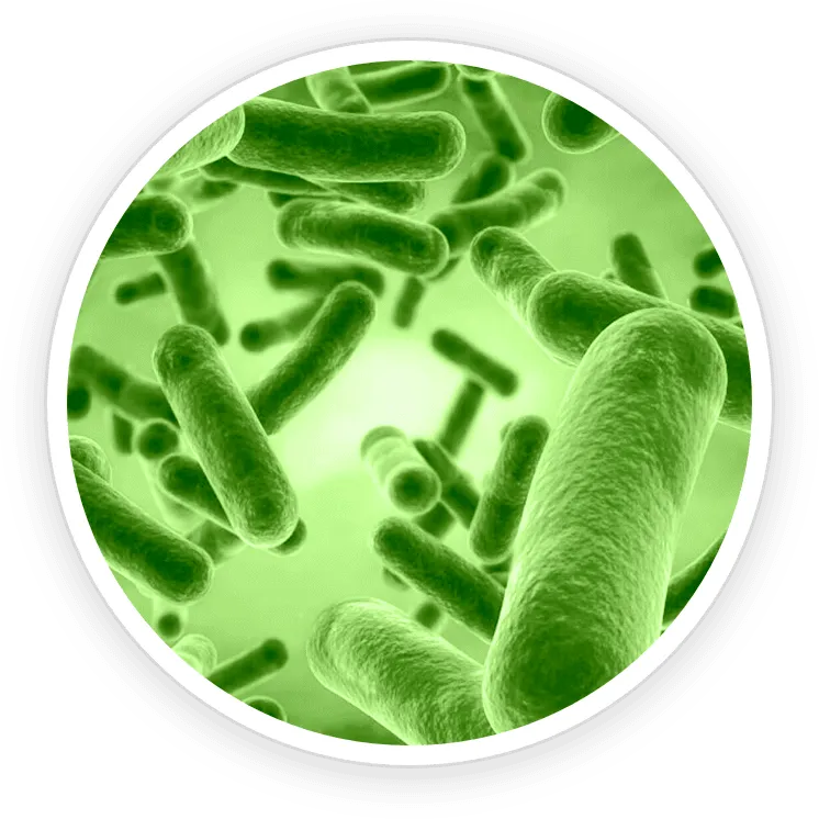 Bacillus Coagulans (Probiotic Powerhouse)