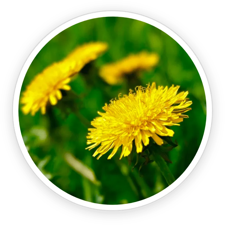 Dandelion – Natural Detoxifier