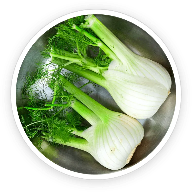 Fennel – Digestive Soother & Skin Brightener