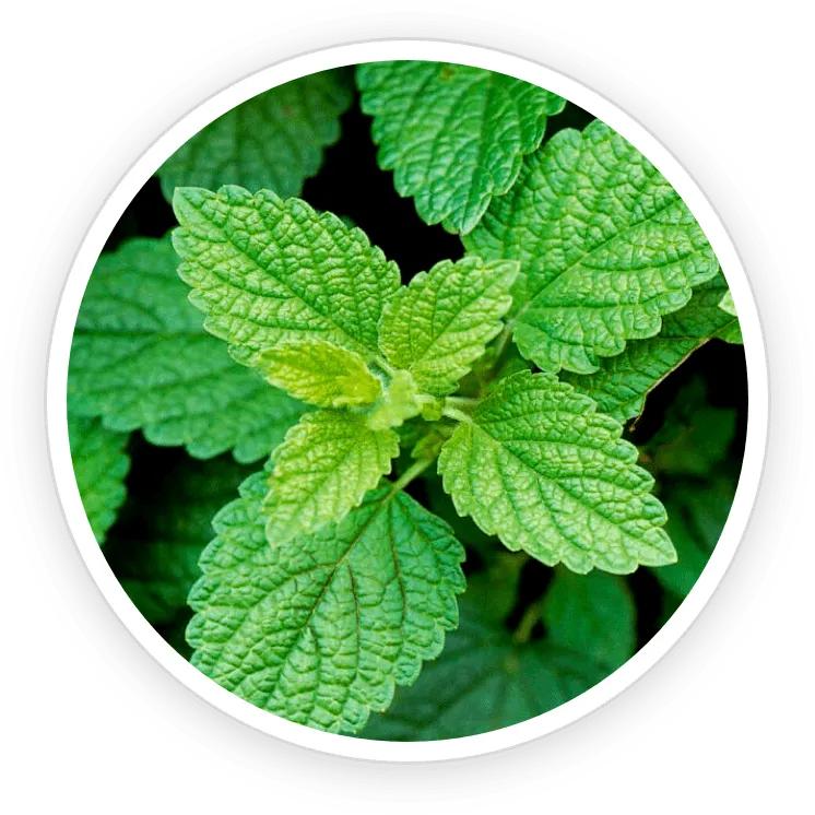 Lemon Balm – Stress Reliever & Gut Support