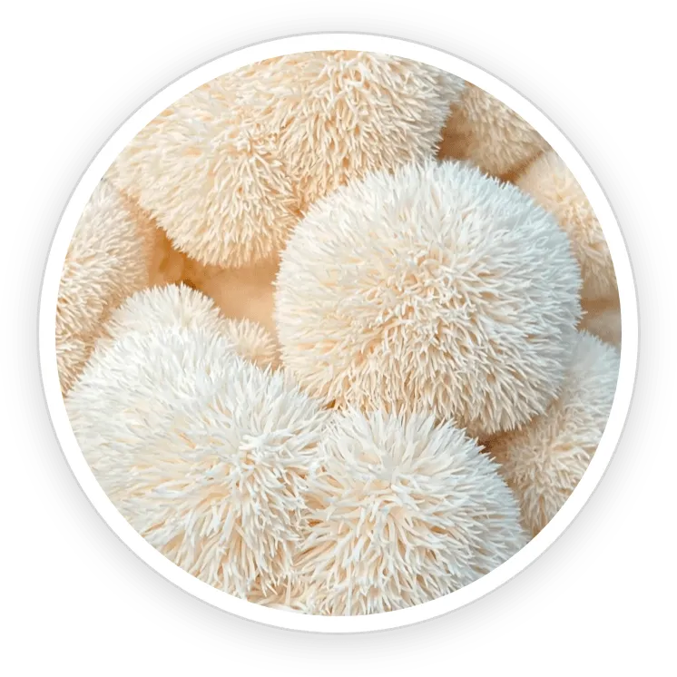Organic Lion’s Mane – Brain & Gut Health Enhancer