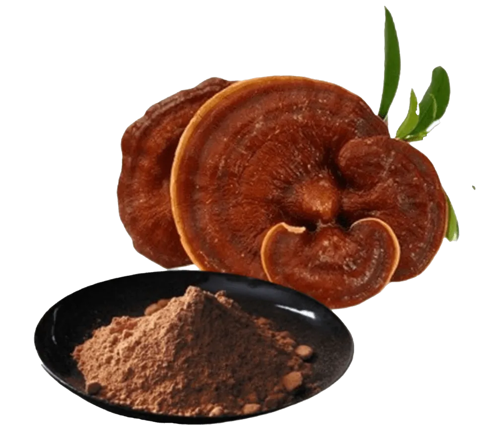 ganoderma