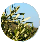 olive leaf